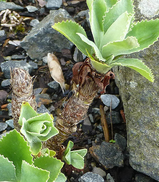 Primula marginata
